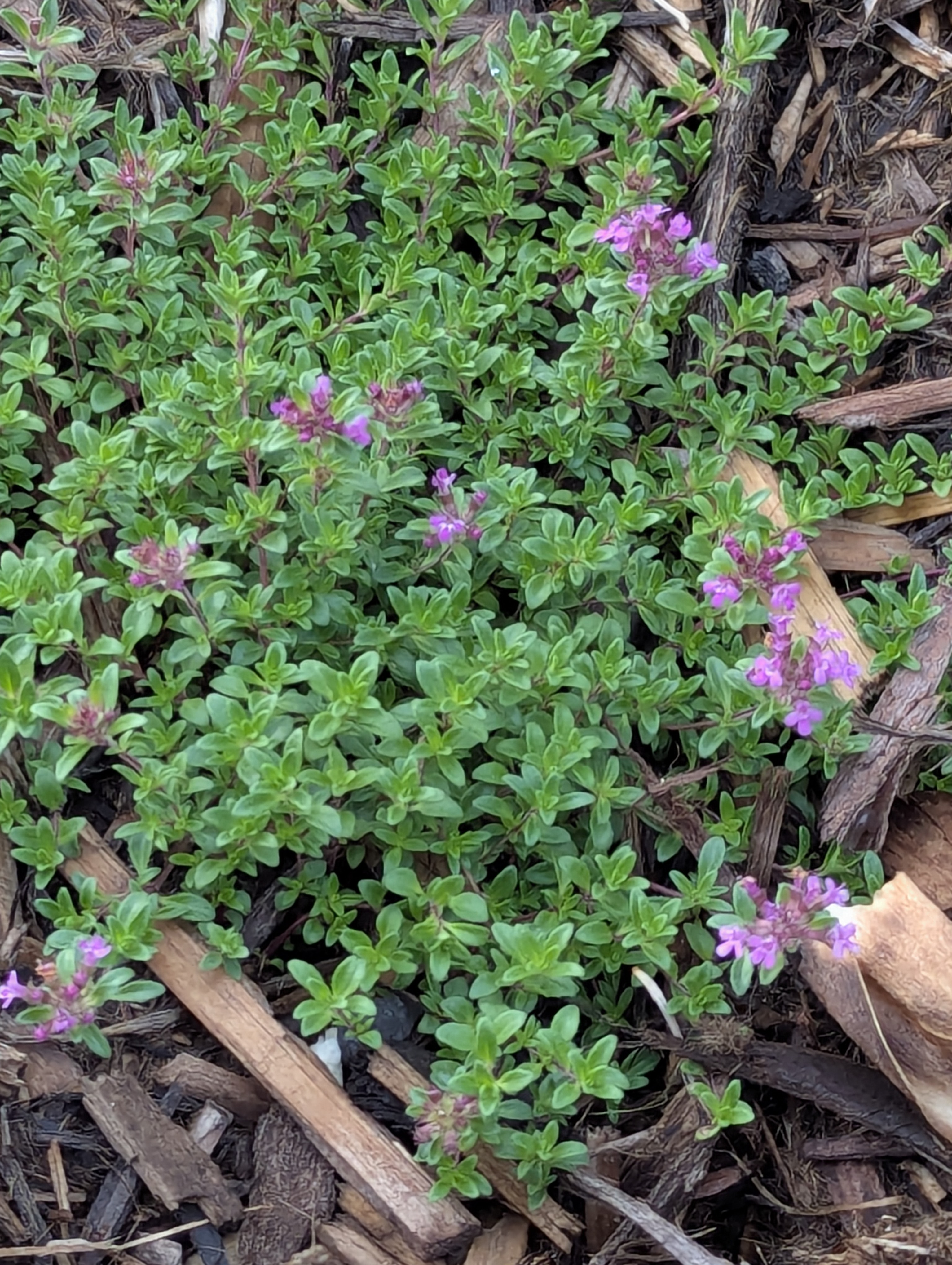 Garden, Morrison, Colorado